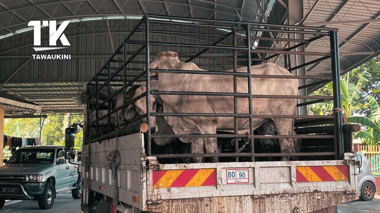 Agihan 9 Ekor Lembu untuk Ibadah Qurban